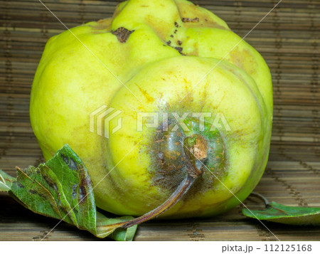 Ripe quince on the table close-up. Unusually shaped fruit. An ugly rotting quince. fruit with leaves. uneven shape. Healthy diet. Ingredient for jam. 112125168