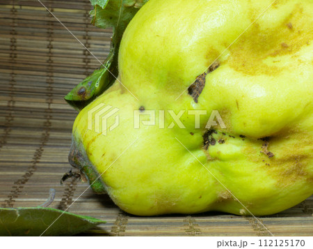 Ripe quince on the table close-up. Unusually shaped fruit. An ugly rotting quince. fruit with leaves. uneven shape. Healthy diet. Ingredient for jam. Ripe quince on the table close-up. Unusually shaped fruit. An ugly rotting quince. fruit with leaves. uneven shape. Healthy diet. Ingredient for jam. 112125170