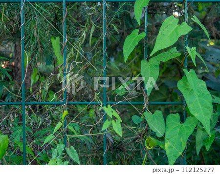 Ivy on the fence. Green plant. Background from branches.  Late autumn in the south 112125277