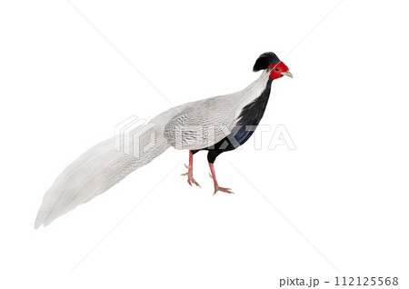 silver pheasant (lophura nycthemera) isolated on a white background 112125568