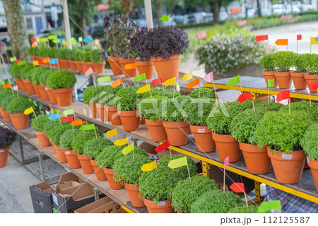 Lot of Manjerico plants on the market stall. 112125587