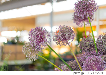 Close-up of garlic flowers 112125591