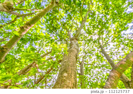 春の宮ヶ瀬湖畔園地 　新緑イメージ 112125737