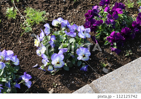 冬の庭に咲く紫色と薄紫色ノパンジーの花 112125742