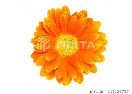 【ガーベラ】 (深度合成) 112125757