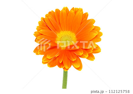 【ガーベラ】 (深度合成) 【ガーベラ】 (深度合成) 112125758