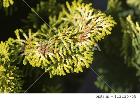 Dwarf golden Hinoki cypress 112125759