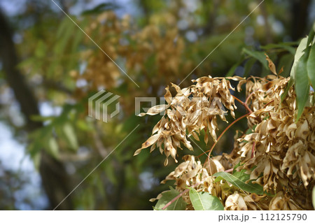 Tree of heaven Tree of heaven 112125790