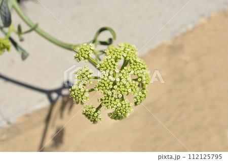 Sea fennel Sea fennel 112125795