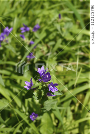 Clustered bellflower Clustered bellflower 112125796