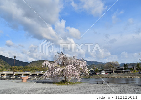 日本の春の京都 嵐山周辺の街並み 観光名所の渡月橋と桂川 川岸に咲く満開の桜 新緑が美しい山々 日本の春の京都 嵐山周辺の街並み 観光名所の渡月橋と桂川 川岸に咲く満開の桜 新緑が美しい山々 112126011