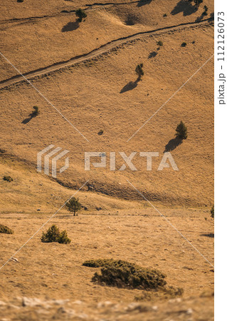 Golden Sunlight Highlighting the Textures of a Mountain Meadow 112126073