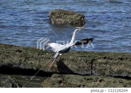 アオサギ 112126204