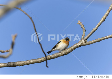 アトリ アトリ 112126216