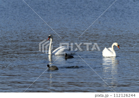 コブハクチョウ 112126244