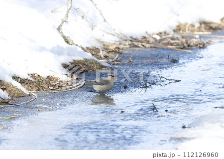 ヒレンジャク ヒレンジャク 112126960