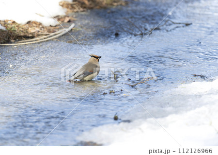 ヒレンジャク 112126966