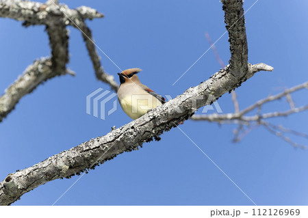 ヒレンジャク ヒレンジャク 112126969