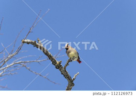 ヒレンジャク 112126973