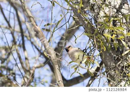 ヒレンジャク 112126984