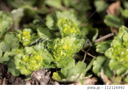 ヤマネコノメソウ 112126992