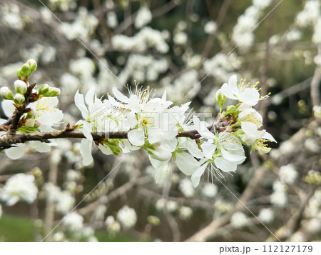 うめ 春告草 ソシンロウバイ 112127179