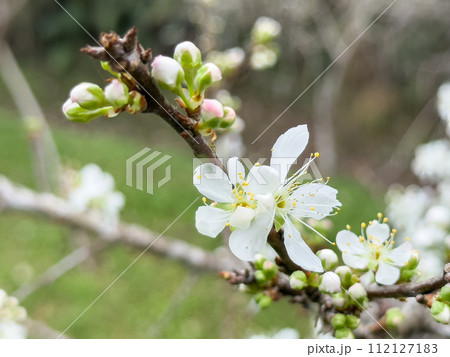 うめ 春告草 ソシンロウバイ 112127183