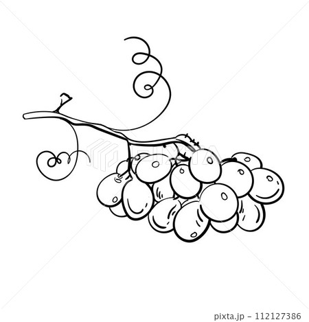 Grapes sketch hand drawn . Wine vine close up outline, leaves, berries. Black and white clip art isolated on white background. Antique vintage illustration for design, logo wine Grapes sketch hand drawn . Wine vine close up outline, leaves, berries. Black and white clip art isolated on white background. Antique vintage illustration for design, logo wine 112127386