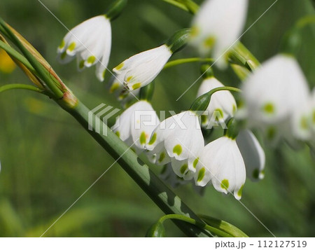 日差しの中のツリガネソウ （白いスノーフレーク の花） 112127519