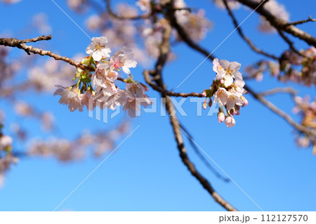 桜の花 112127570
