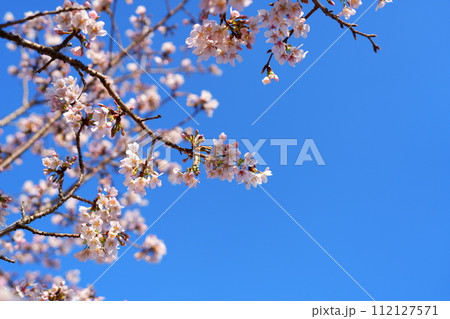 桜の花 112127571