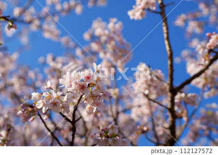 桜の花 112127572