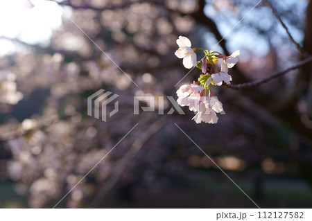 桜の花 112127582