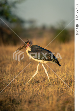 Marabou stork strides across savannah in sunshine Marabou stork strides across savannah in sunshine 112127595