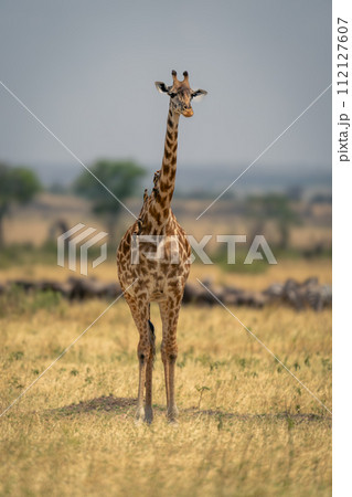 Masai giraffe stands near wildebeest and zebras 112127607
