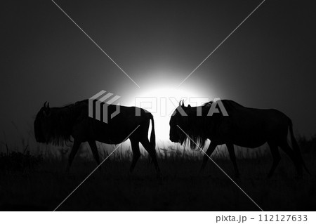 Mono blue wildebeest cross horizon at sunset Mono blue wildebeest cross horizon at sunset 112127633
