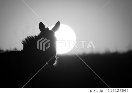 Mono close-up of plains zebra at dawn Mono close-up of plains zebra at dawn 112127643