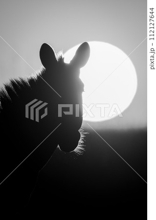 Mono close-up of zebra as sun rises Mono close-up of zebra as sun rises 112127644
