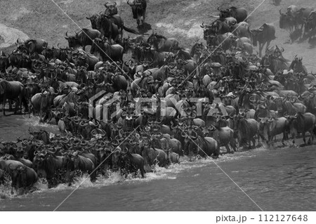 Mono confusion of blue wildebeest crossing river Mono confusion of blue wildebeest crossing river 112127648