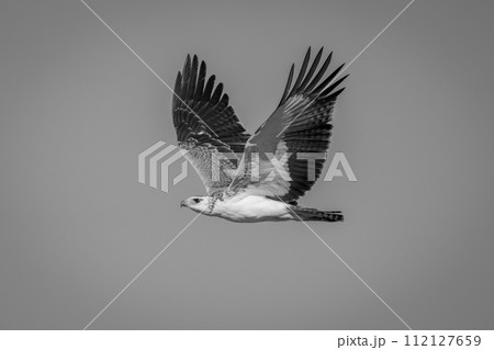Mono juvenile martial eagle flies through sky Mono juvenile martial eagle flies through sky 112127659