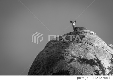 Mono klipspringer lies on kopje under sky Mono klipspringer lies on kopje under sky 112127661