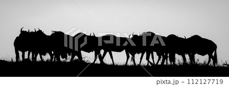 Mono panorama of blue wildebeest at sunset 112127719