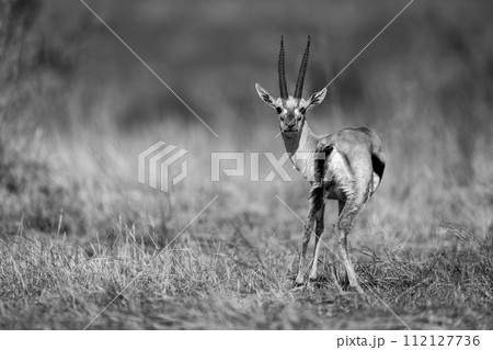 Mono Thomson gazelle stands staring to camera Mono Thomson gazelle stands staring to camera 112127736
