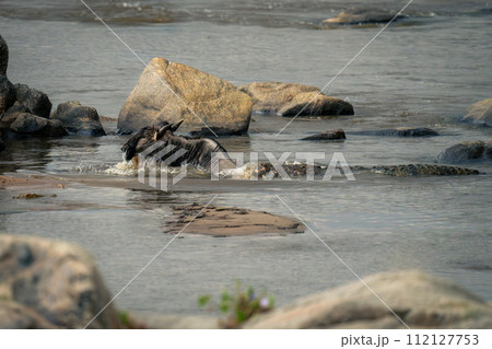 Nile crocodile bites blue wildebeest in water 112127753