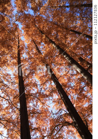 見上げた紅葉したメタセコイアの大木の林 見上げた紅葉したメタセコイアの大木の林 112127836