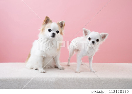 ピンクバックと2匹のチワワ 112128150
