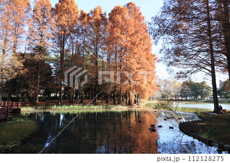 紅葉したメタセコイアの大木の並ぶ北本総合公園の風景 紅葉したメタセコイアの大木の並ぶ北本総合公園の風景 112128275