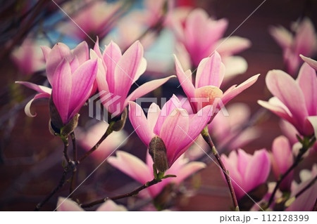 Spring background. Beautiful flowering white-pink tree - Magnolia. 112128399
