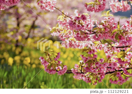 上関城山歴史公園の河津桜と水仙の花 上関城山歴史公園の河津桜と水仙の花 112129221