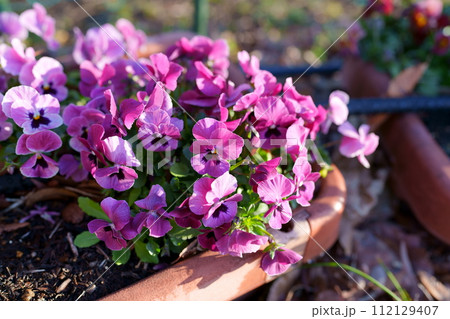 パンジーの花 112129407